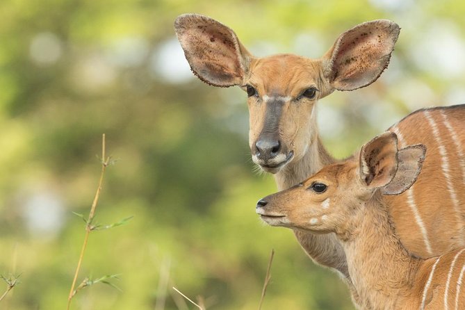 2 Day Zulu Safari Adventure From Durban