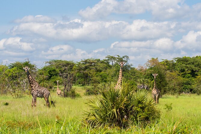 2 Days/ 1 Night Mikumi Tanzania National Park Safari - Overview of Mikumi Safari
