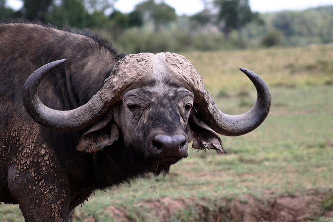2 Days Masai Mara Safari