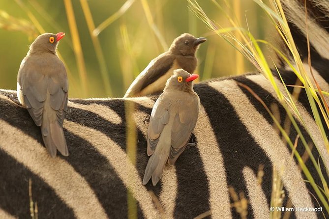 2-Days Pilanesberg Best Chance to View Big 5 With Private Extended Safari