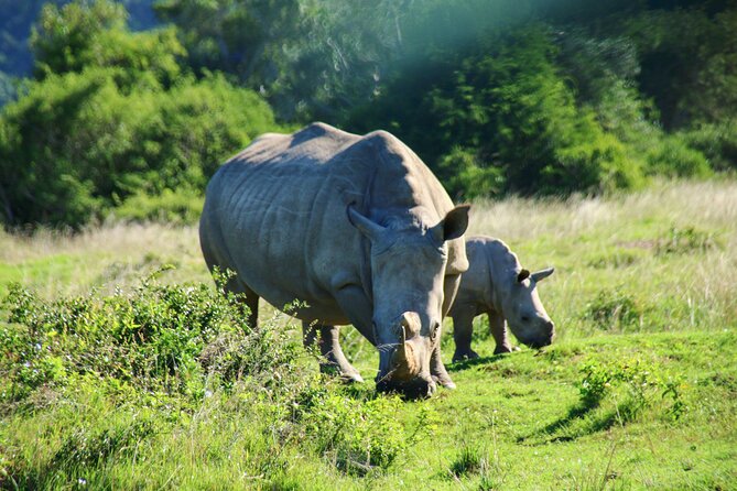 2 Days Pilanesberg National Park Luxury Safari - Exploring Pilanesberg National Park