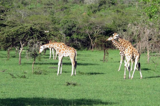 2 Days Popular Safari to Lake Mburo National Park