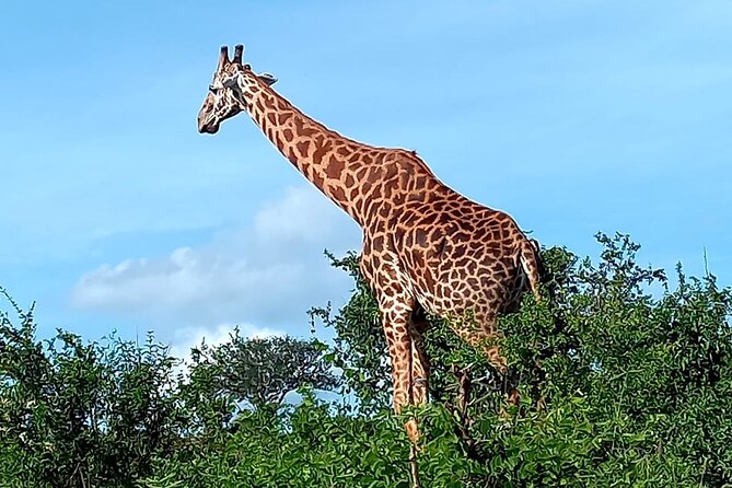 2 Days Safari Tsavo East