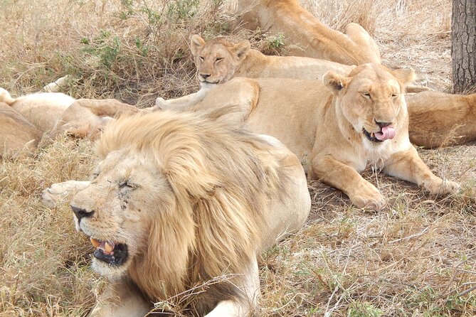2 Days Tarangire and Ngorongoro Crater Tour