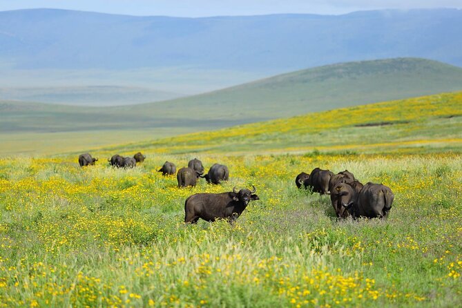 2 Days Tour Tarangire & Ngorongoro