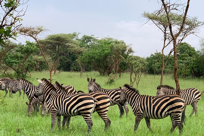 2 Days Trip_Akagera National Park (Wildlife Safari)