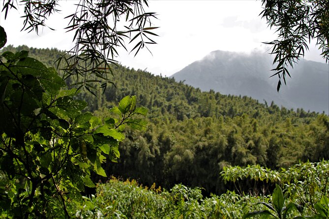 2 Days Uganda Gorilla Trekking