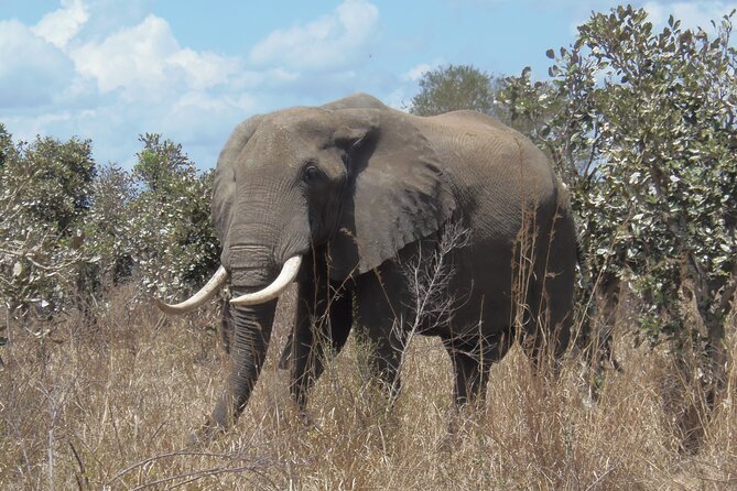 2 Days Wildlife Safari in Mikumi National Park