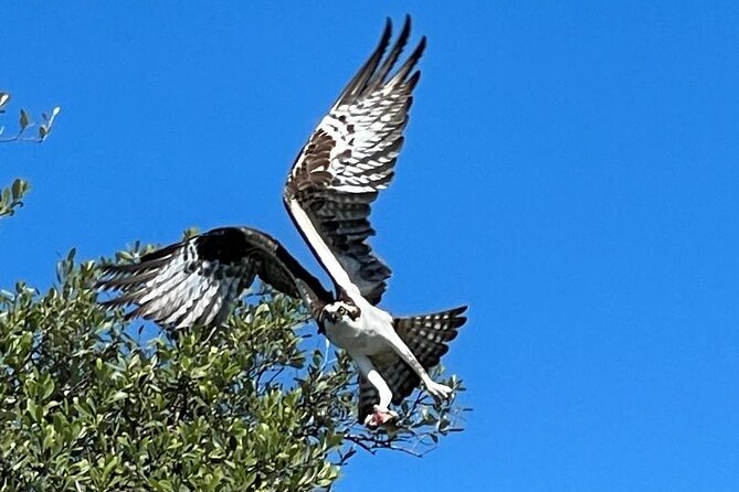 2- Hour Jungle Tour at Prehistoric Preserve Site in Fort Pierce