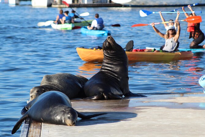 2-Hour Kayak or Paddleboard With Sea Lions in Marina Del Rey - Tour Overview