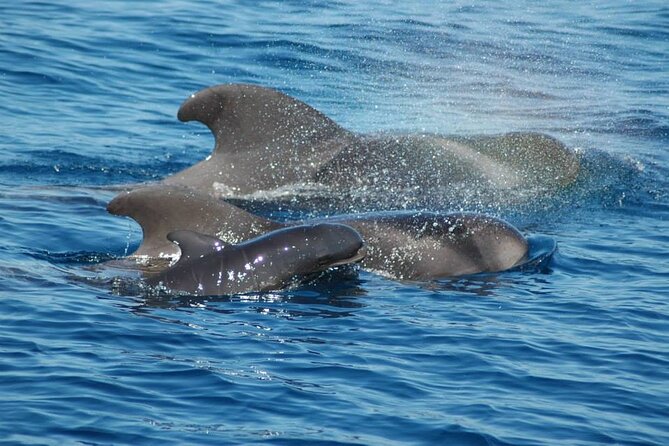 2 Hour Trip to See Whales Dolphins Puerto Colon Adeje - Additional Tour Information