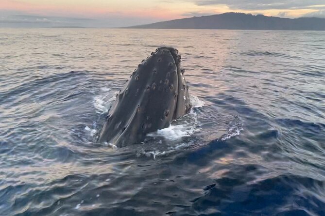 2 Hours 30 Minutes Whale Watch And/Or Scenic Tour