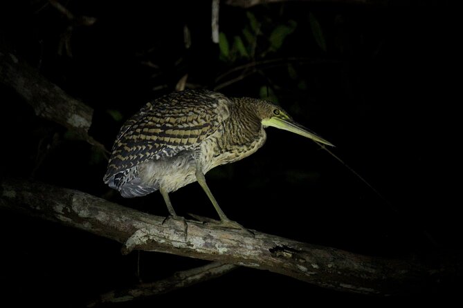 2 Hours of Night Boat Experience Through the Mangroves - Tour Overview
