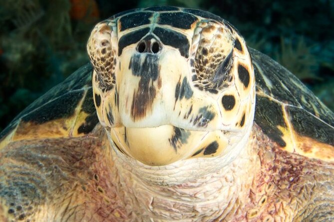 2 Location Snorkel Tour – Gear Included, 65 Minutes per Location