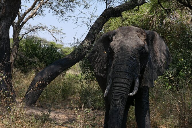 3-Day / 2 Nights Group Safari Serengeti & Ngorongoro Crater