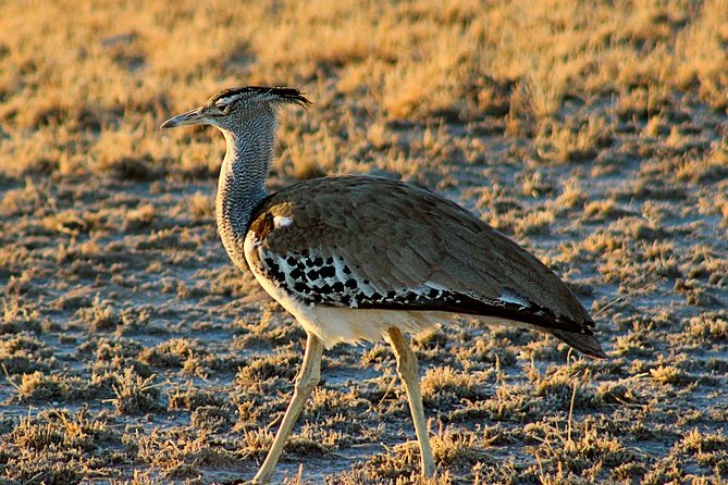 3 Day Central Kalahari Game Reserve Safari Tour