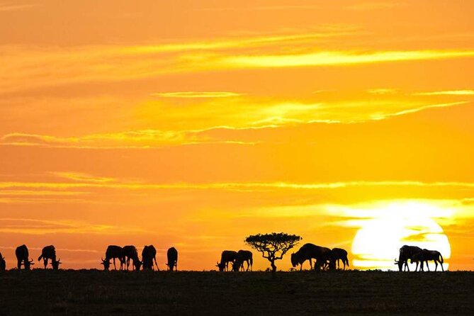 3 Day Classic, Guided Serengeti Safari