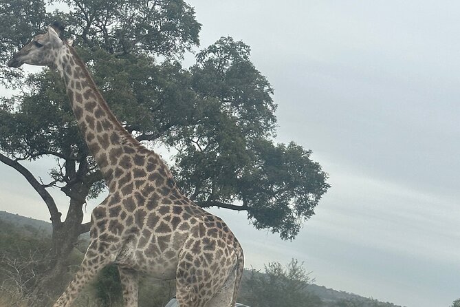 3 Day Kruger National Park End With Panaroma