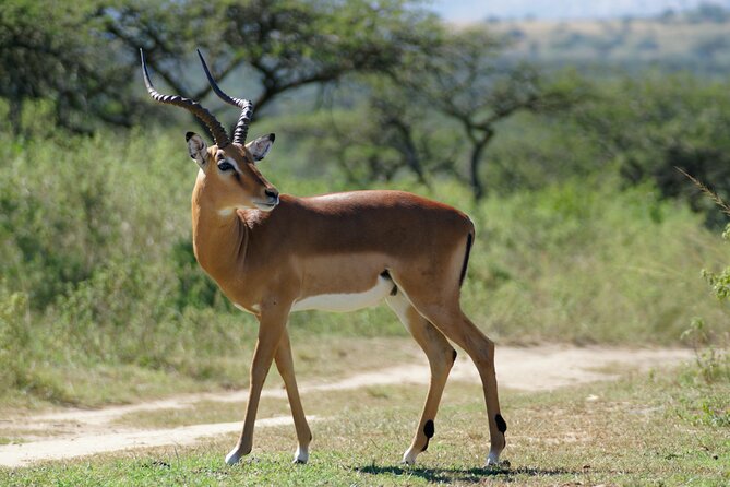 3-Day Luxury Safari Private Tour Tarangire and Ngorongoro