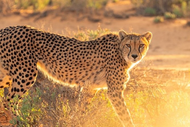 3-Day Masai Mara National Park Deluxe Tour