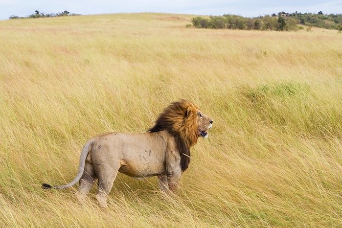 3-Day Masai Mara National Park Superior Tour