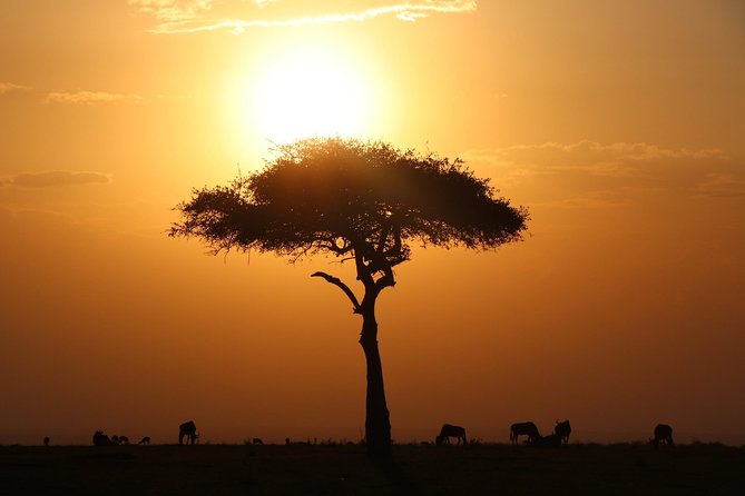 3-Day Masai Mara Safari Tour to See the Big Five and Wildebeest Migration