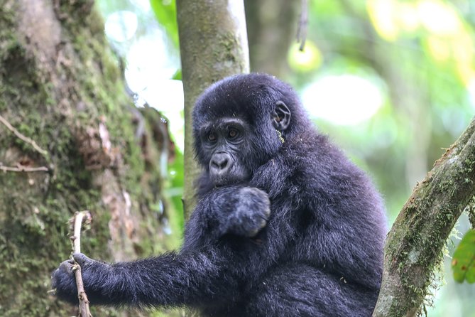 3-Day Rwanda Gorilla Safari