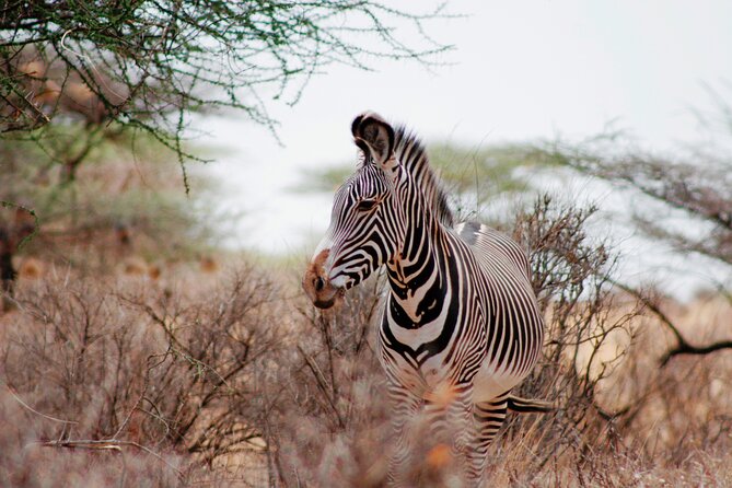 3-Day Samburu Luxury Safari