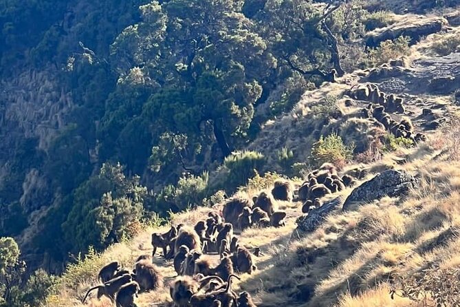 3 Day Simien Mountains Tours