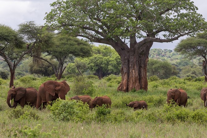 3-Day Tanzania Safari – Tarangire and Ngorongoro Crater
