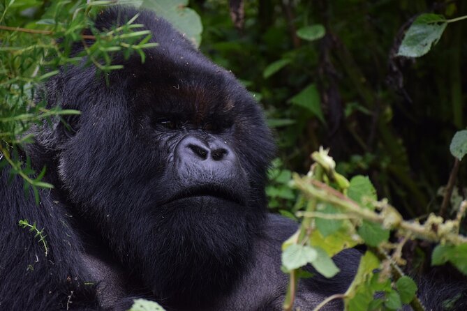 3-Day Uganda Gorilla Trekking Safari