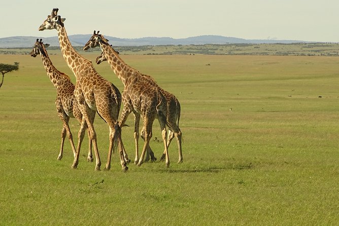 3 Days 2 Nights Budget Masai Mara Safari