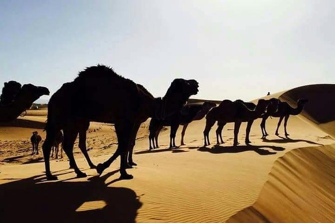 3 Days 2 Nights Desert Trip Fes to Marrakech