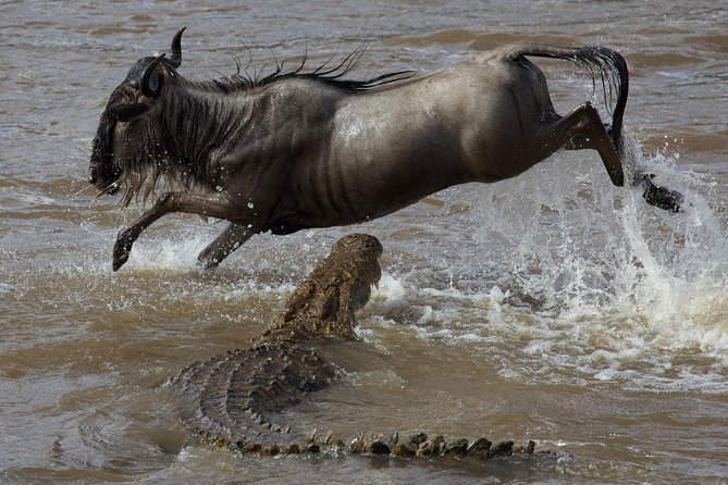 3 Days Adventurous Maasai Mara Budget Group Safari