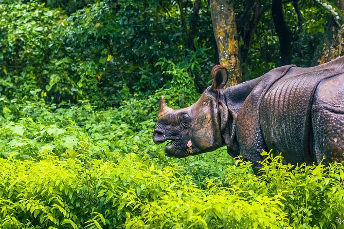 3 Days and 2 Nights Chitwan National Park Safari Tour in Pokhara - Tour Highlights