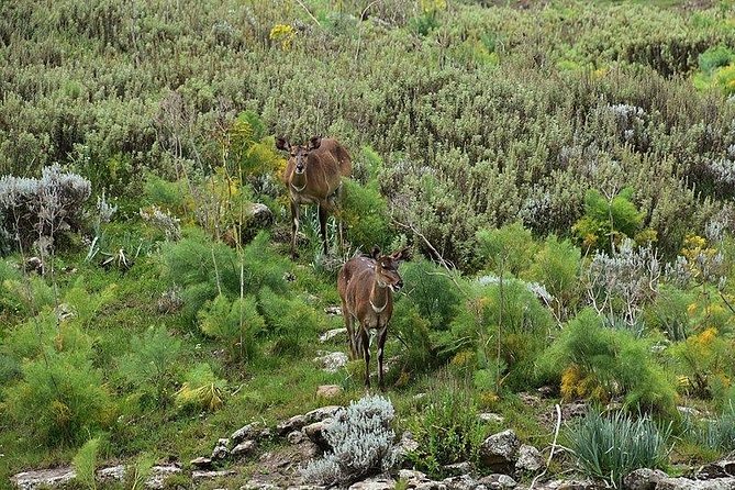 3 Days Bale Mountains Trekking
