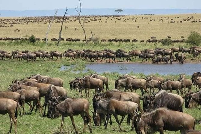 3 Days Budget Masai Mara Safari