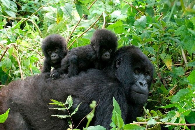 3 Days Bwindi Gorilla Trekking Tour