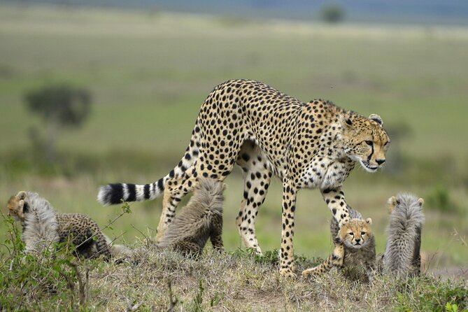 3-Days Masai Mara 4 X 4 Safari From Nairobi
