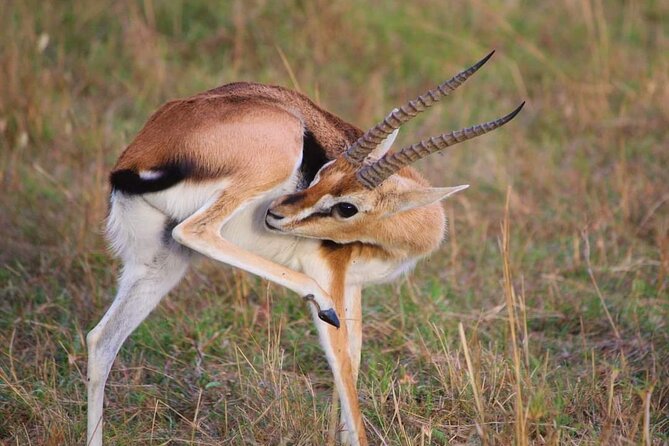 3 Days Masai Mara Flight Safari - Tour Highlights
