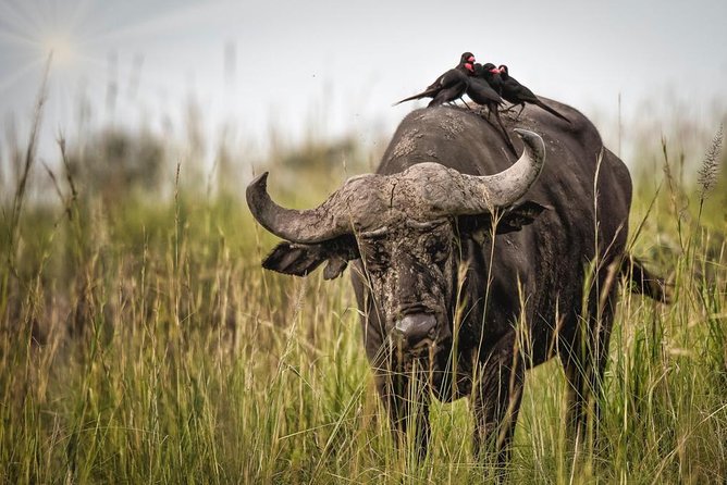 3 Days Murchison Falls Holiday Safari