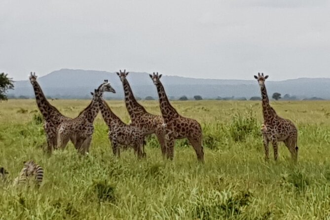 3 Days Nyerere NP [Selous GR] Game, Walking and Boat - Arrival and Meeting Point