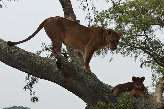 3 Days Queen Elizabeth National Park Uganda Safari