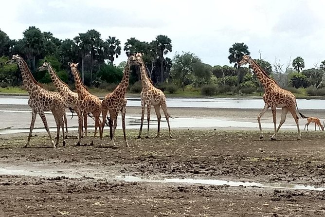 3 Days Safari to Nyerere National Park (Selous Game Reserve)