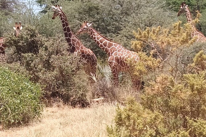 3 Days Safari Tsavo East and West