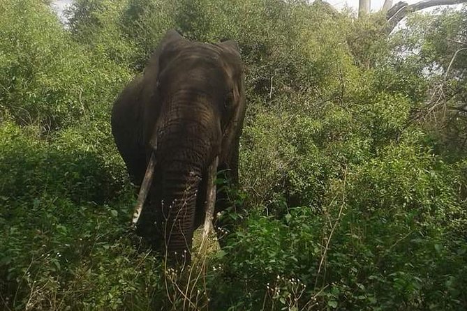 3 Days Serengeti National Park From Zanzibar