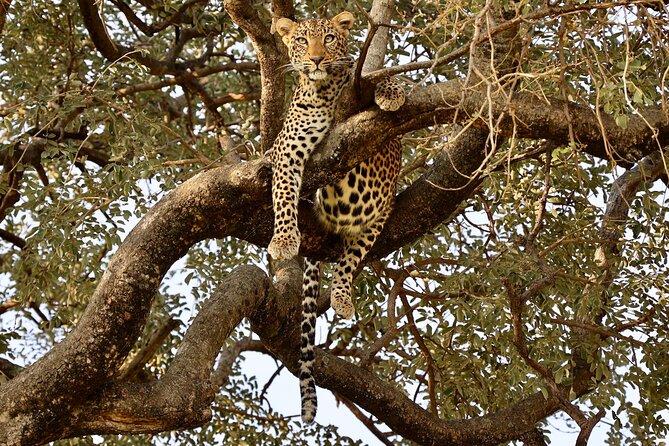 3 Days Tanzania Budget Group Joining Safari Tour