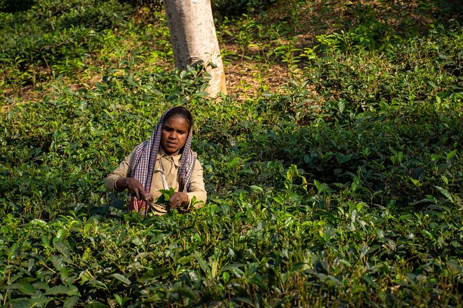 3 Days Teagarden and Rainforest Tour in Sreemangal