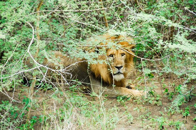 3 Days Trip To Murchison Falls
