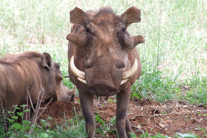 3 Days Tsavo East & West Starting From Mombasa.